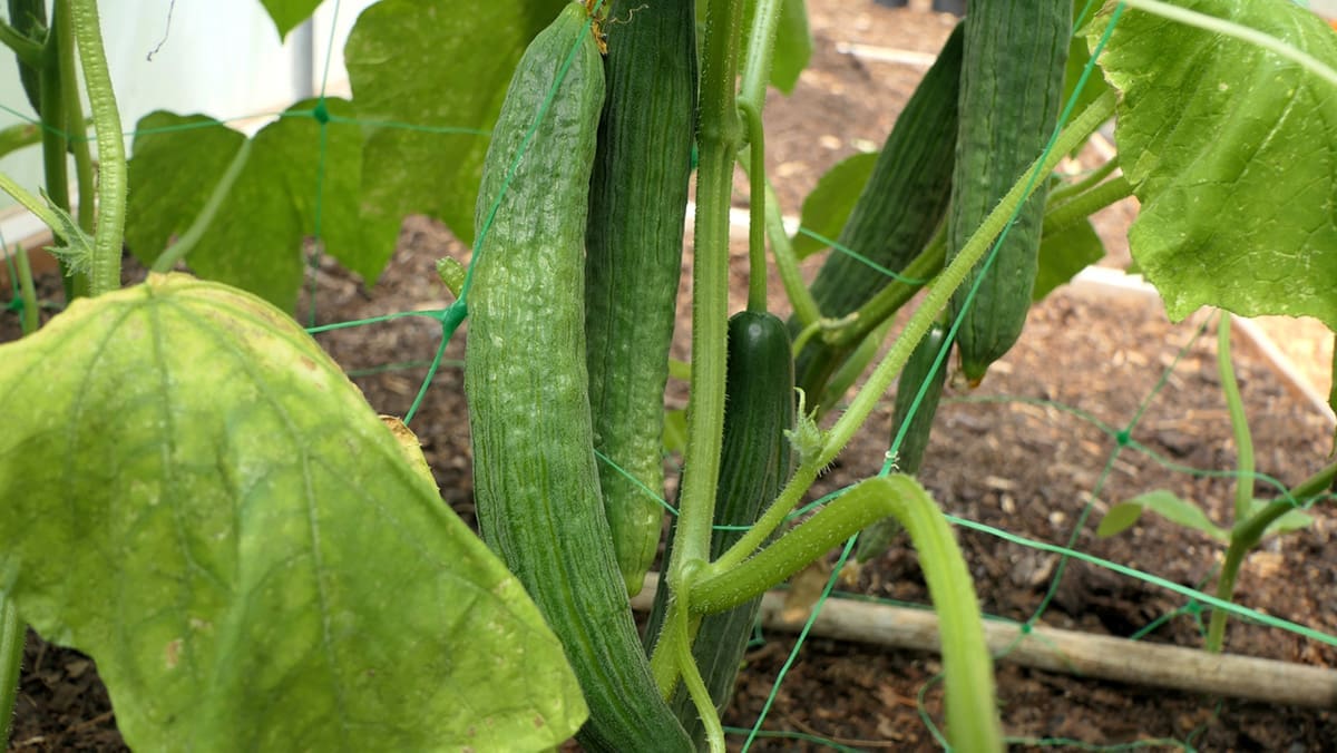 Kitchen Garden Magazine | Grow Guides: Cucumber