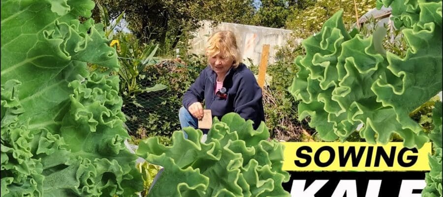 Summer sowing of kale