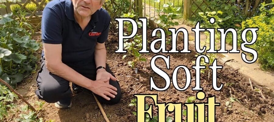 Planting soft fruit (gooseberry & blackcurrant bushes)