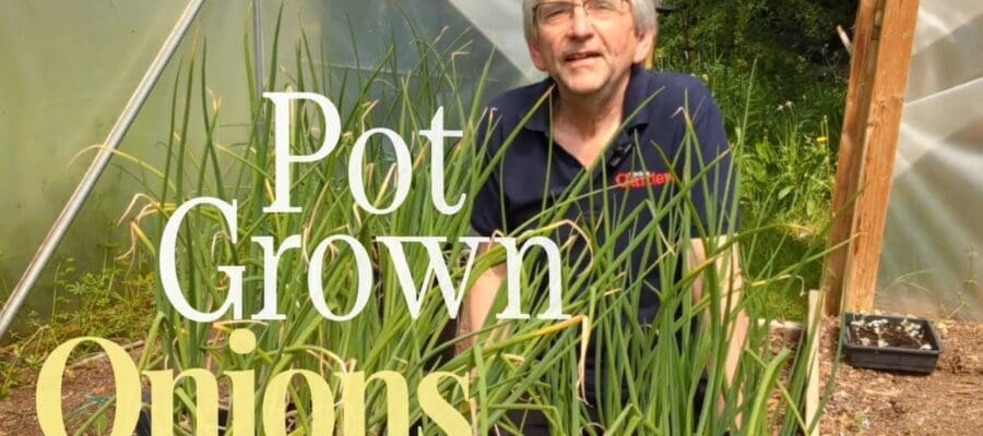 Pot grown onions – an update