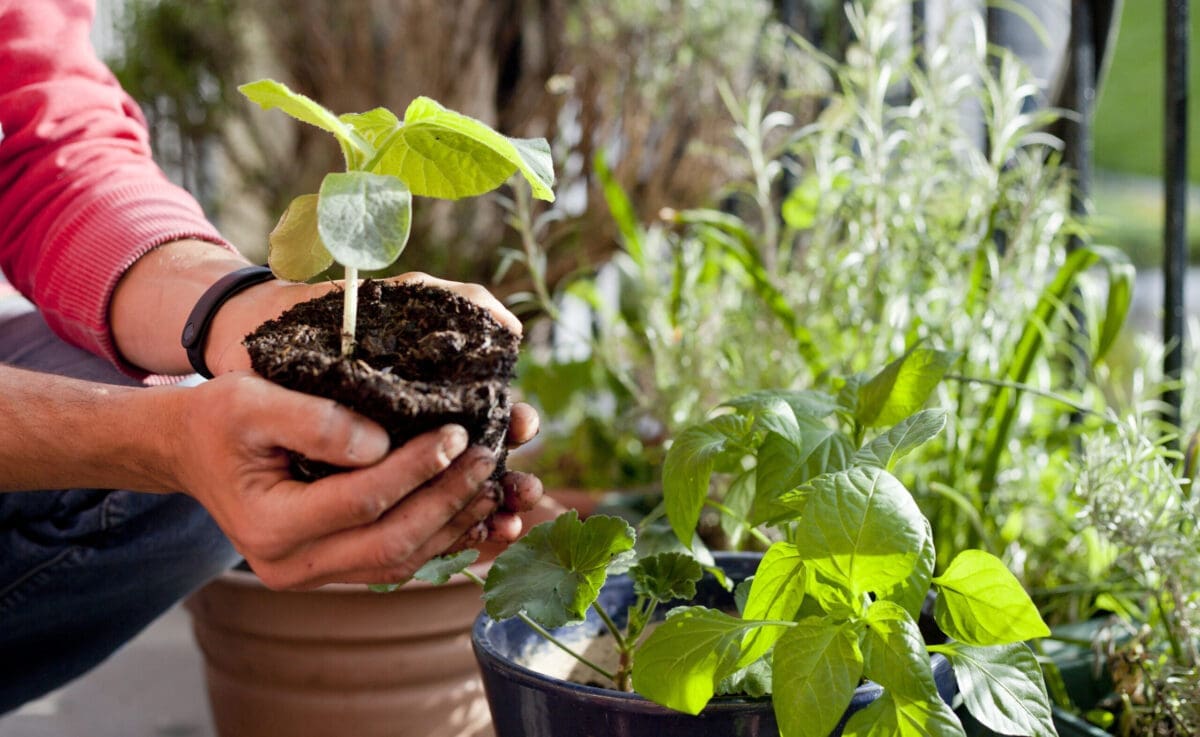 Kitchen Garden Magazine: Jobs for the month - Planting