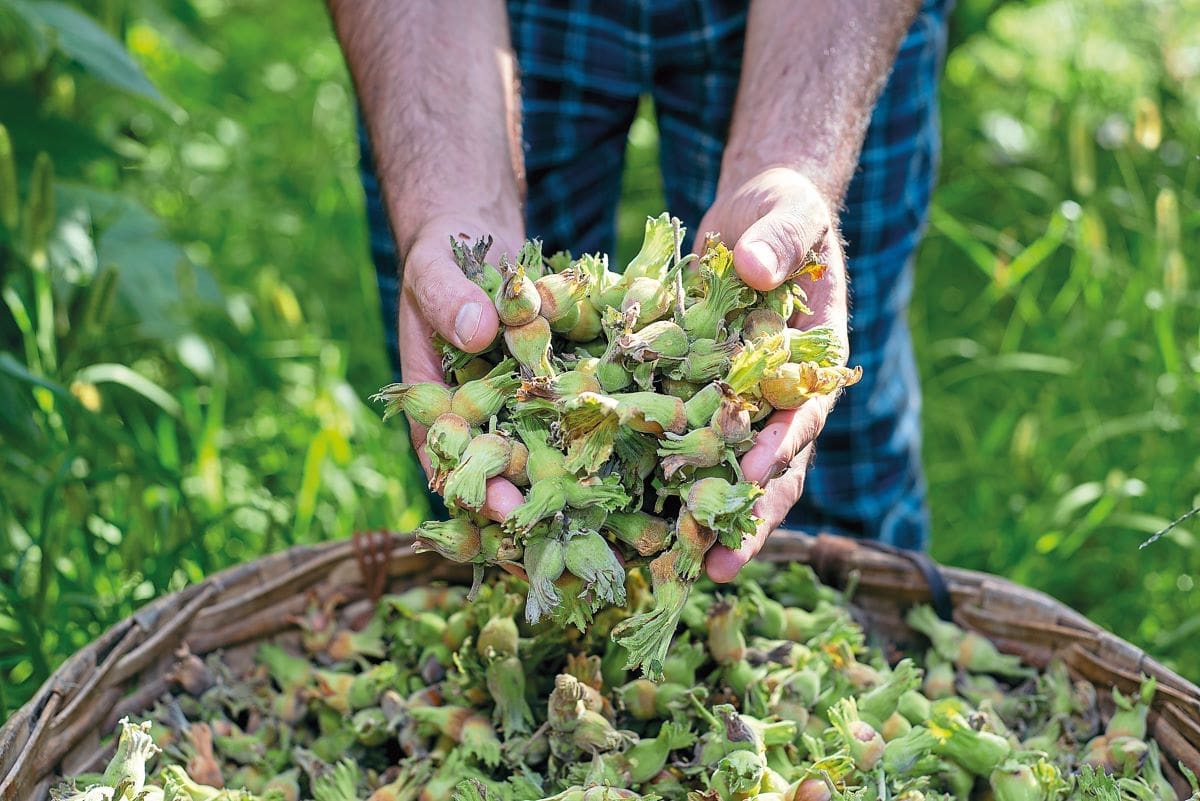 Growing hazelnuts: season by season guide