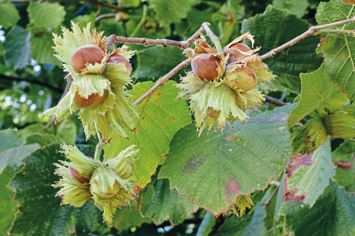 Growing hazelnuts season by season guide Kitchen Garden Magazine