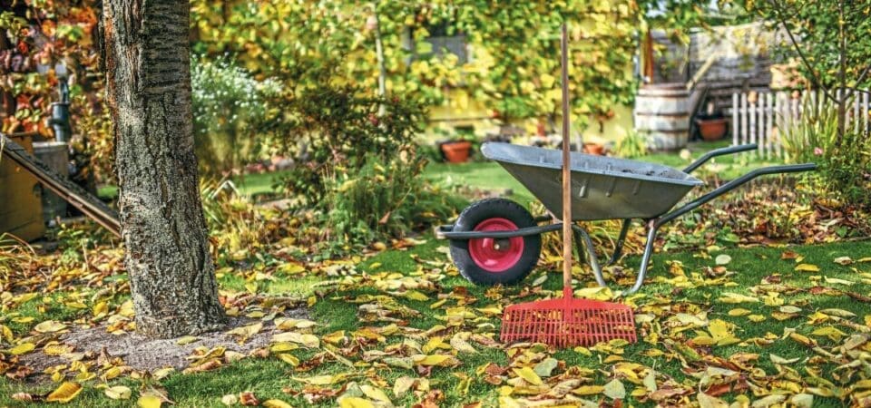 Autumn leaves on the ground with a rake leaning against a wheelbarrow