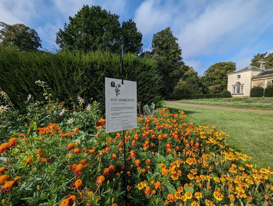 a-new-apothecary-garden-will-feature-some-of-the-medicinal-plants-sabine-winn-would-have-known.-national-trust-images