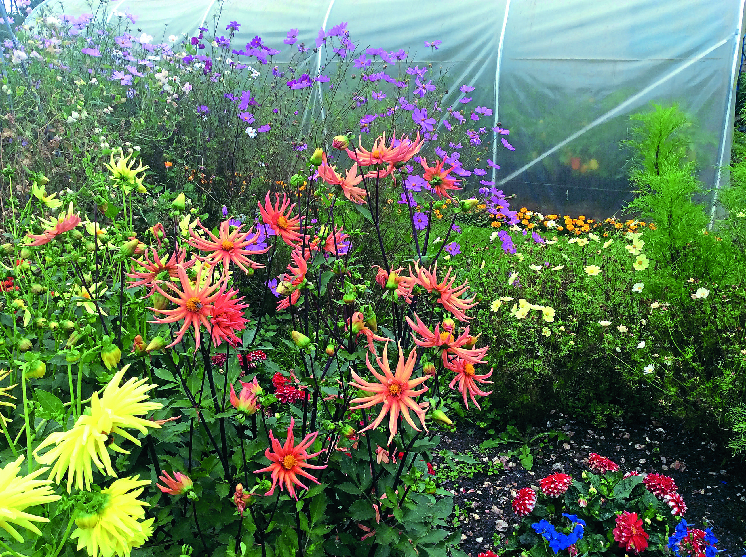 Top flowers to grow on your allotment (for cutting, pollinators & more!)