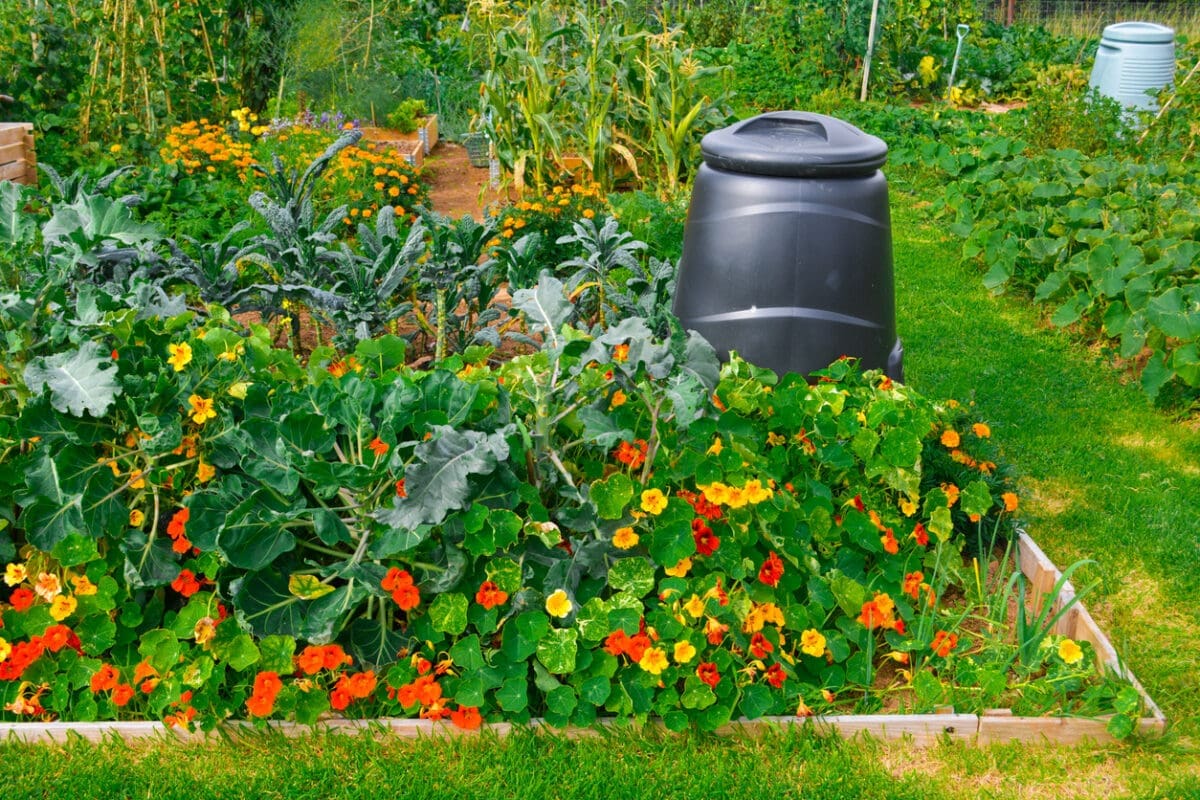 The best flowers to grow on your allotment (for cutting, pollinat …