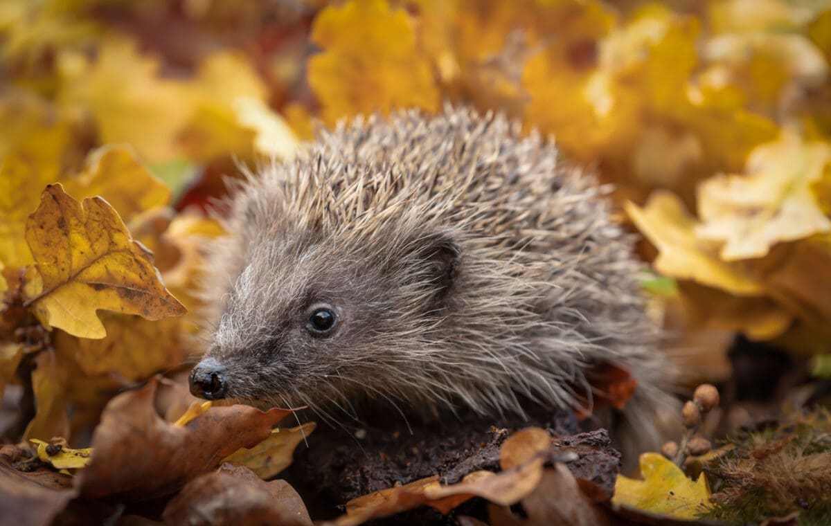 Don’t give wildlife a fright this spooky season 