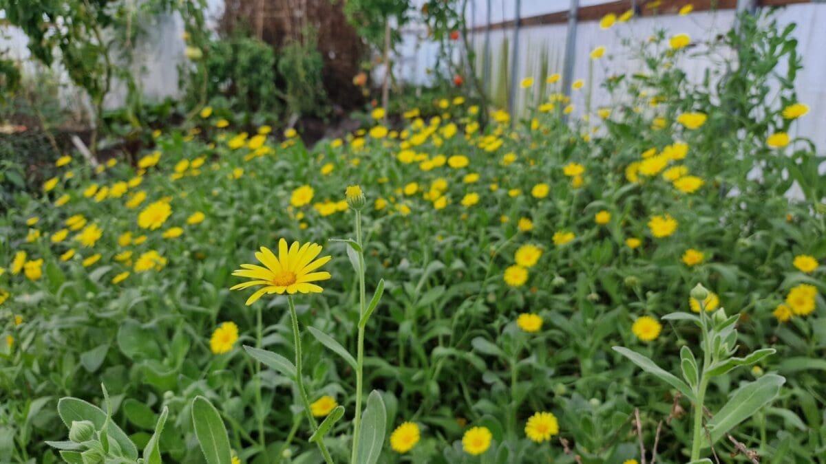 Gardening charity awarded hat-trick of National Plant Collections