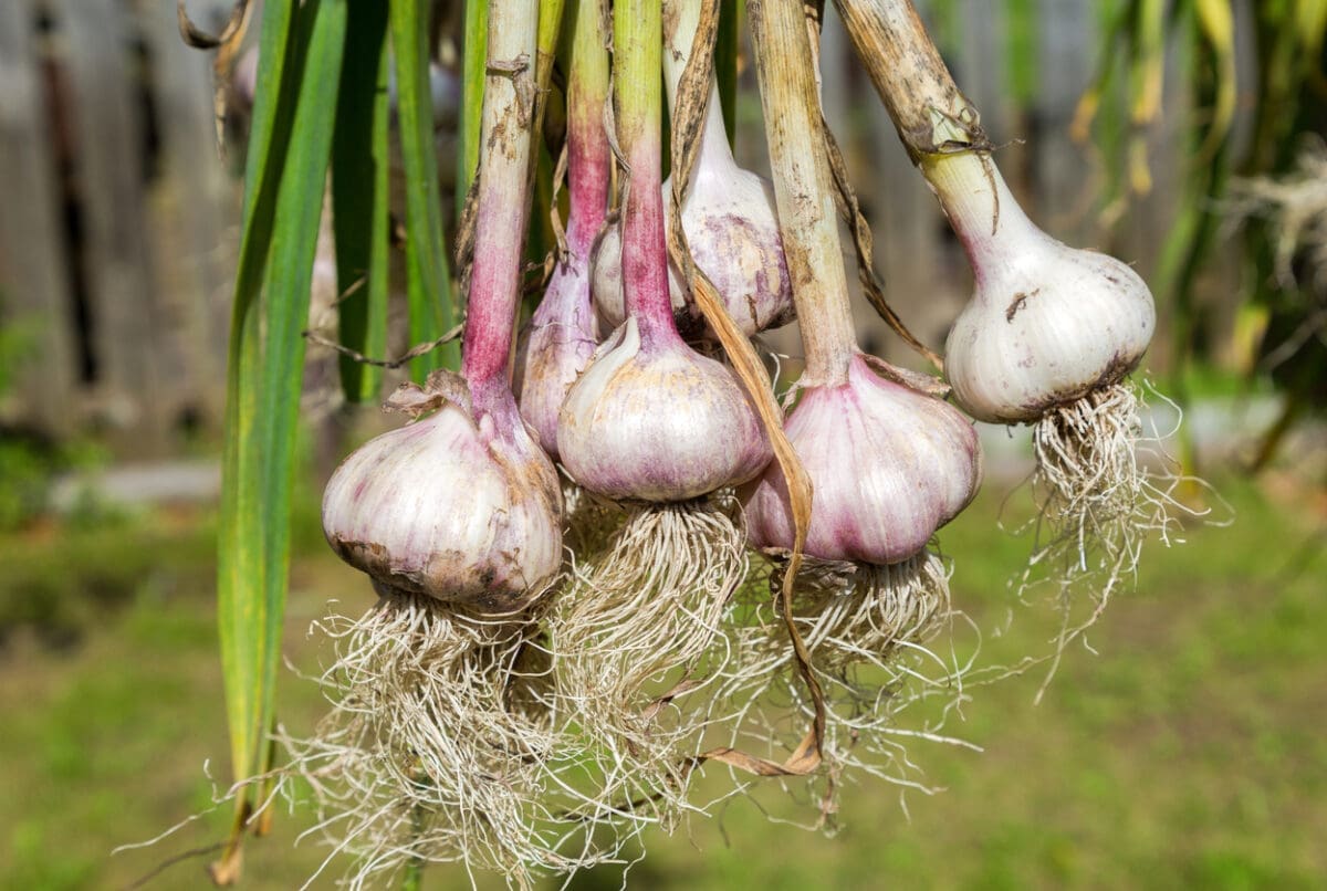 Everything you need to know about growing garlic (& our top 5 varieties)