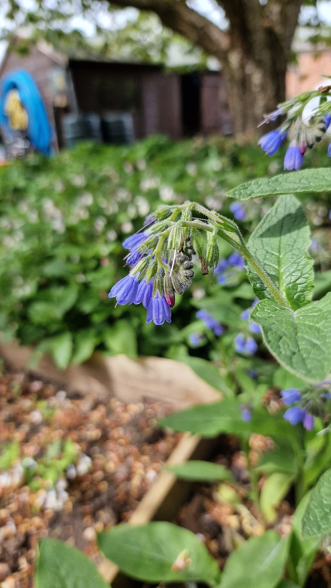 Unique comfrey collection safeguarded for the future