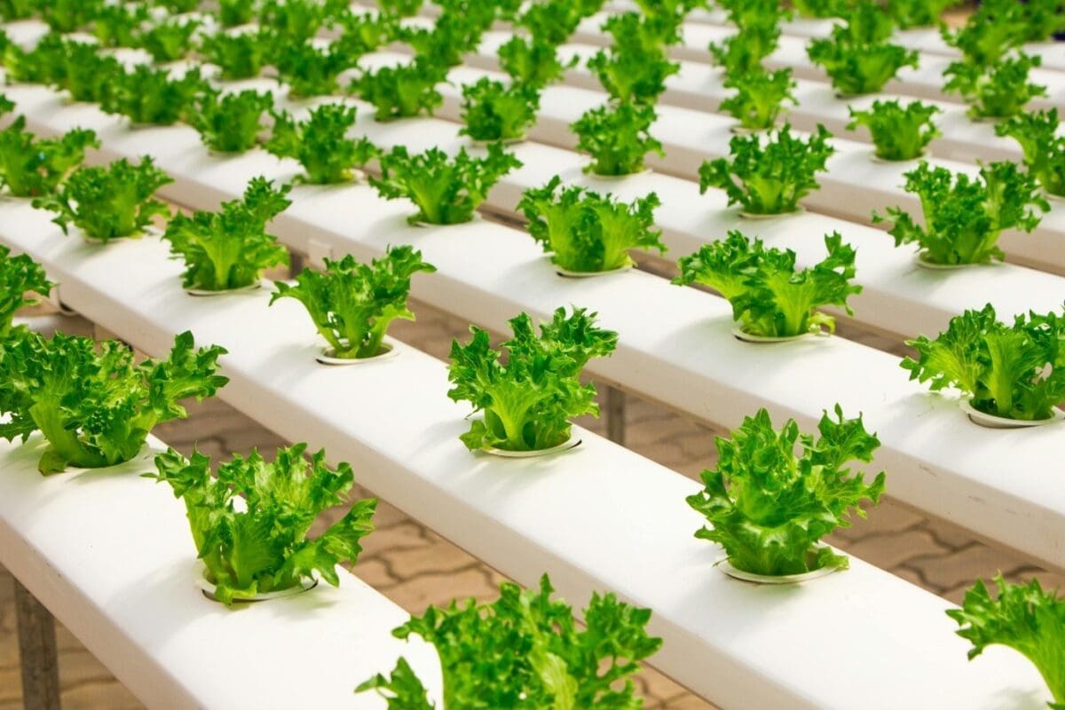 Harvesting tips: Translating garden success into free bet victories