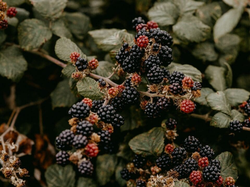 Blackberries on a bramble