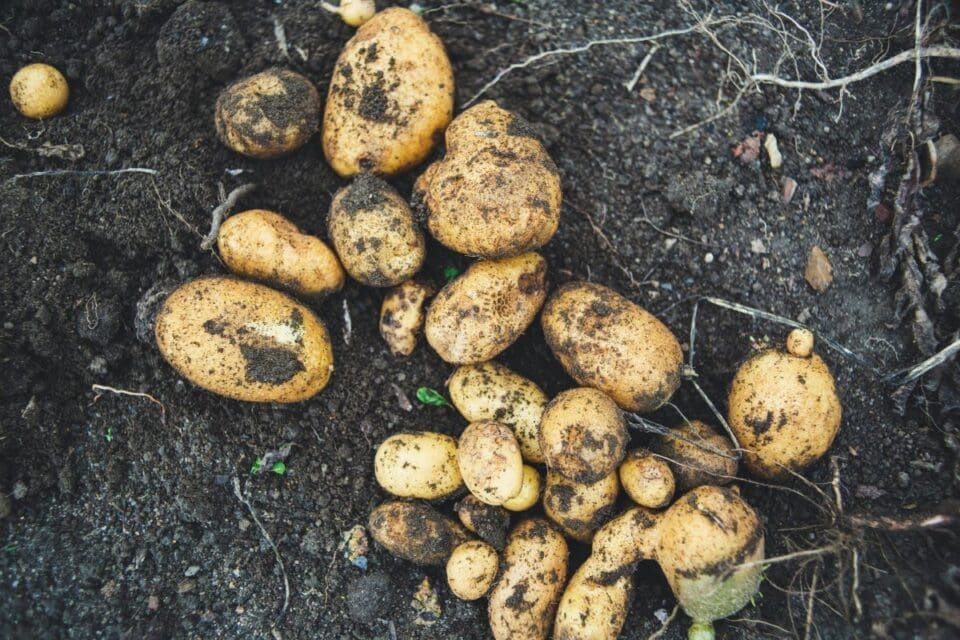 Potatoes in soil - traditionally they should be planted on Good Friday