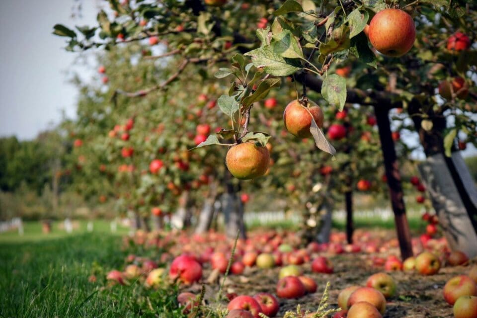 Apples hanging in an orchard - people would wassail orchards in traditional British folklore