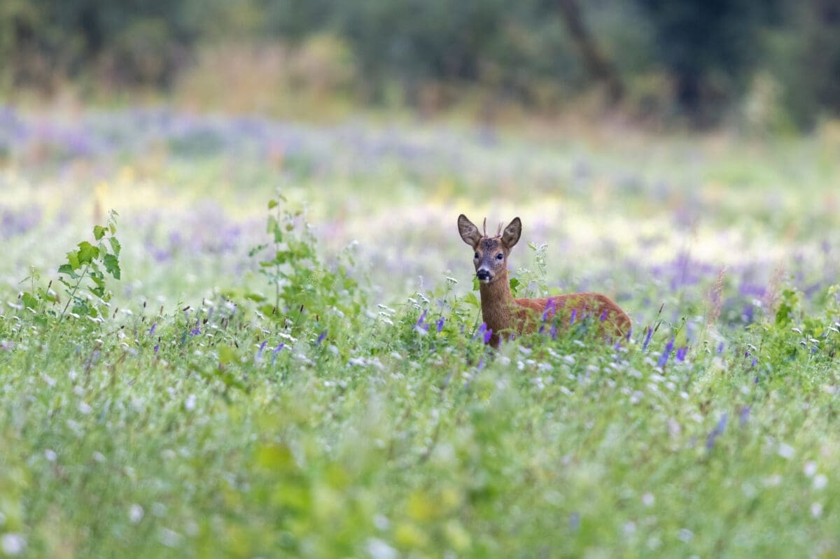 Naturally protect your garden from deer this season – with TRICO® Garden