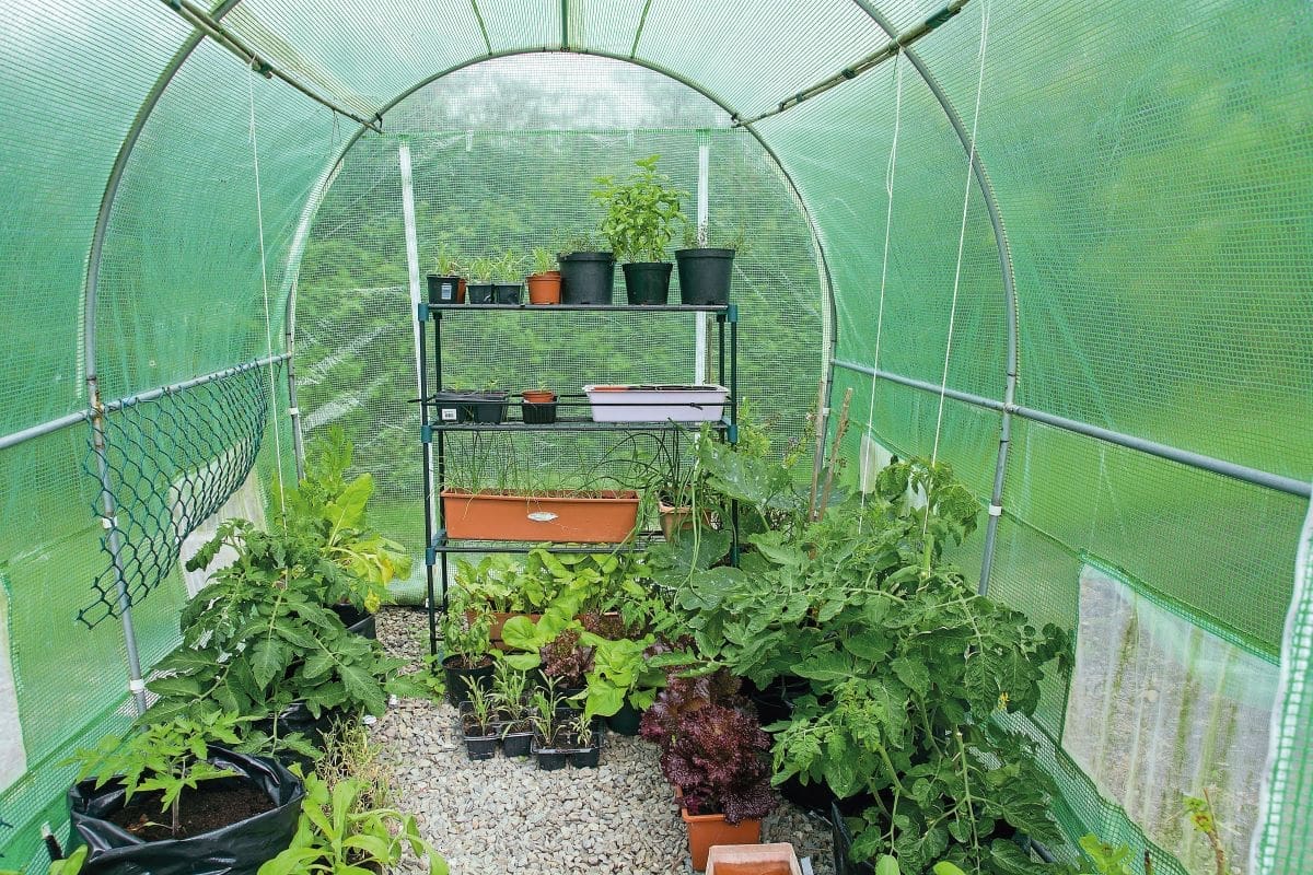 How to harden off tender plants