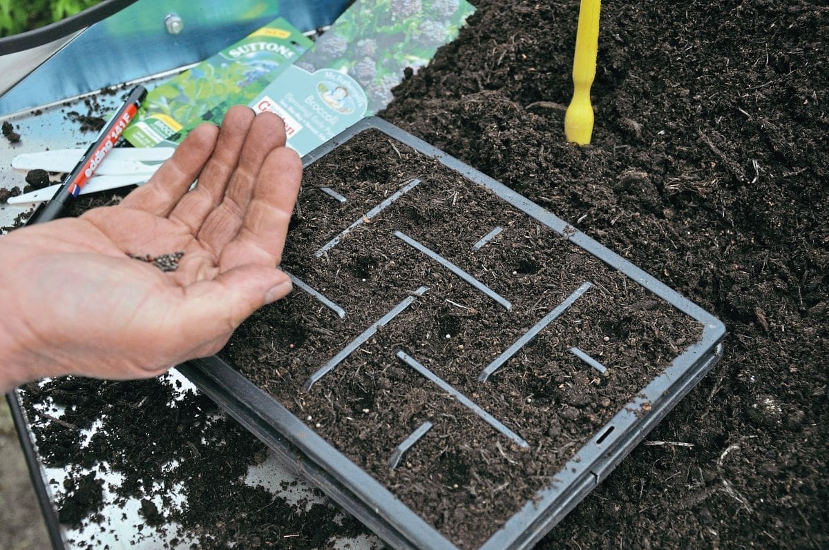 What you can sow right now: early summer sowings