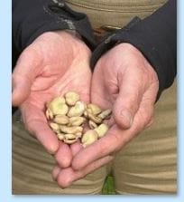 Gardeners make historic bean seeds available for the first time