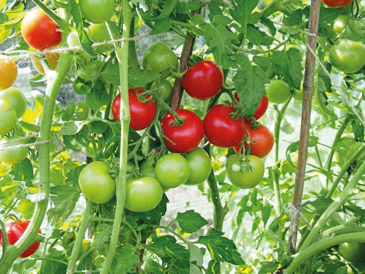 Tomatoes not ripening? Here’s how to help them along