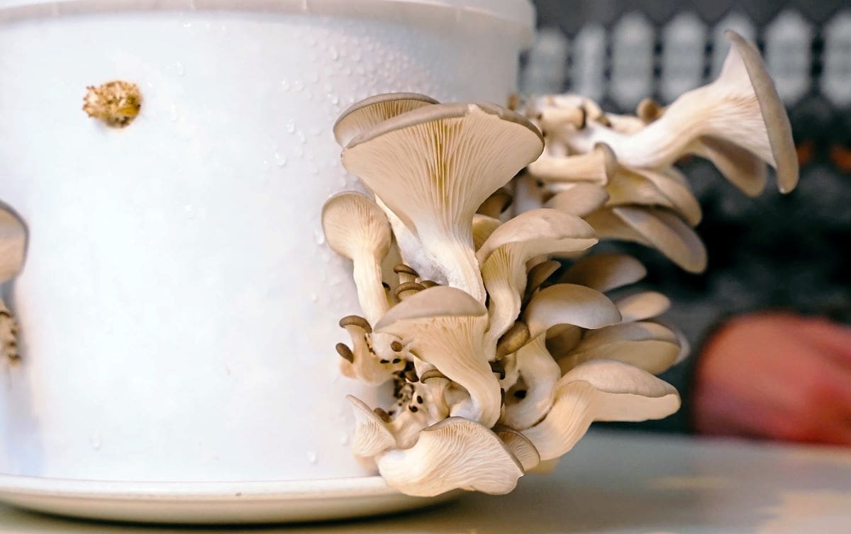 Everything you need to know to grow your own mushrooms