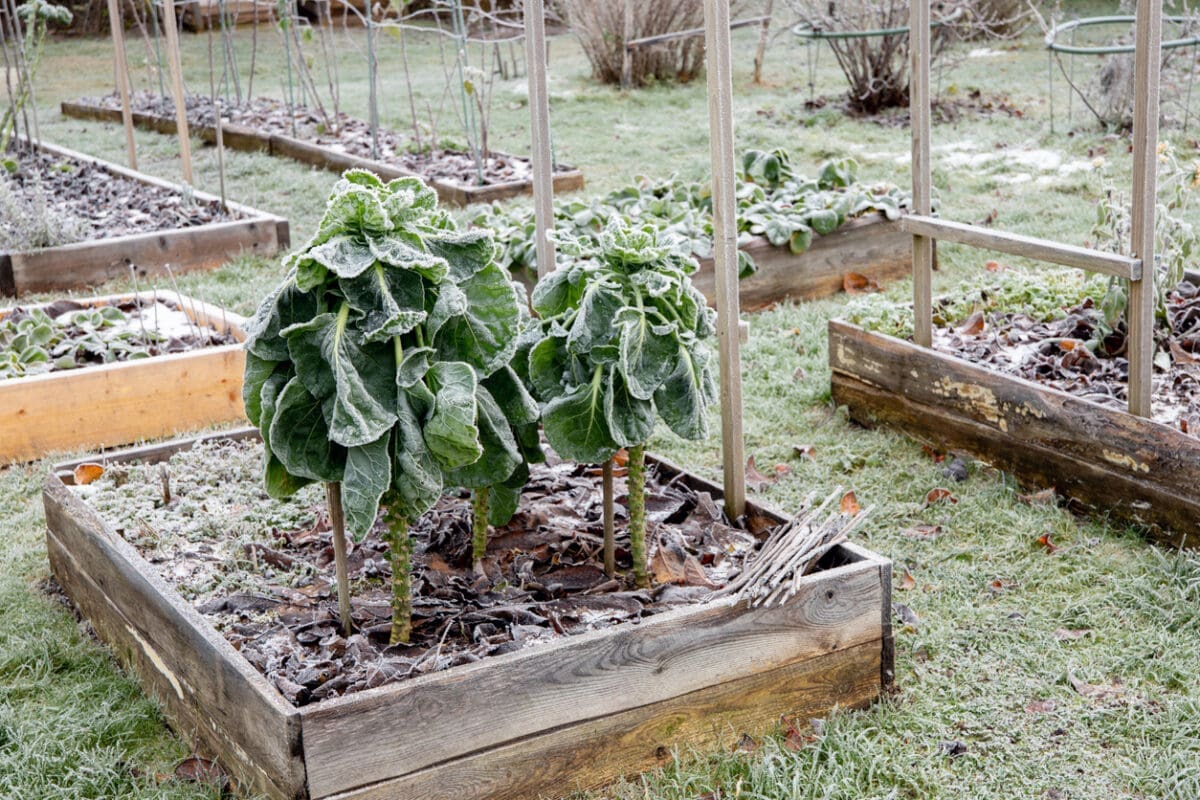 Preparing for Spring: How to Plan Ahead Now For a Great Growing Season