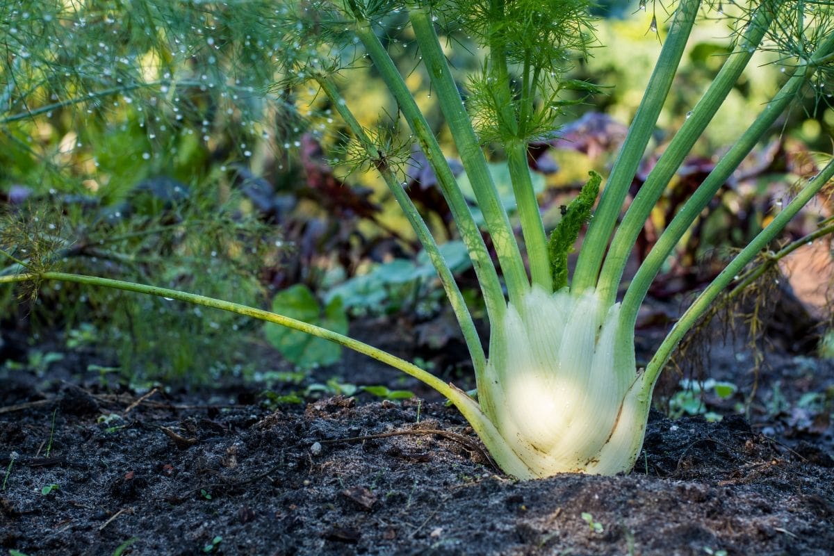 How to grow flavoursome Florence fennel