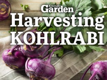 Harvesting Kohlrabi