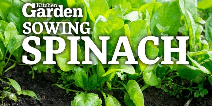 Sowing Spinach