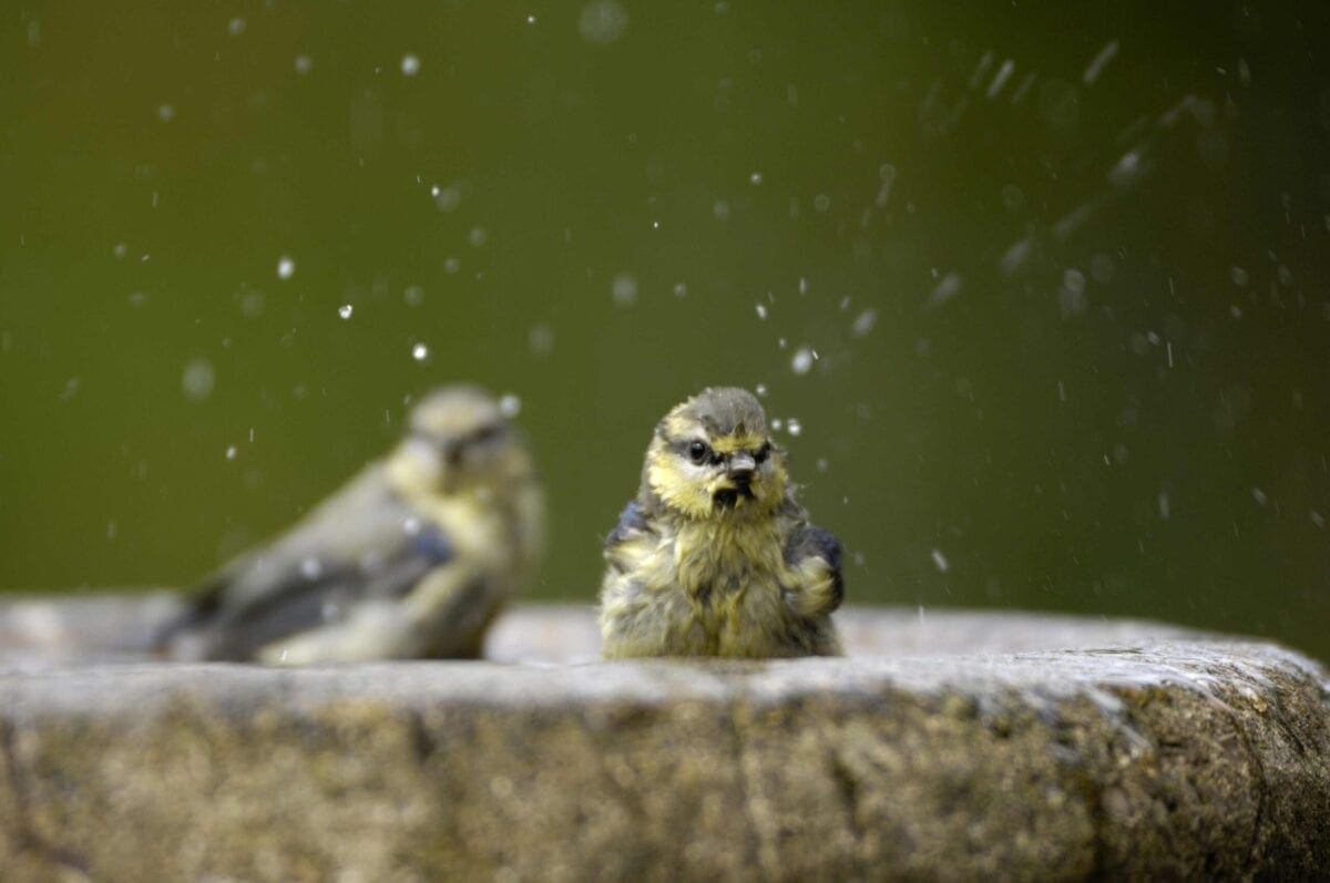 Blue tits taking a bath. Fresh water is essential for garden birds in summer