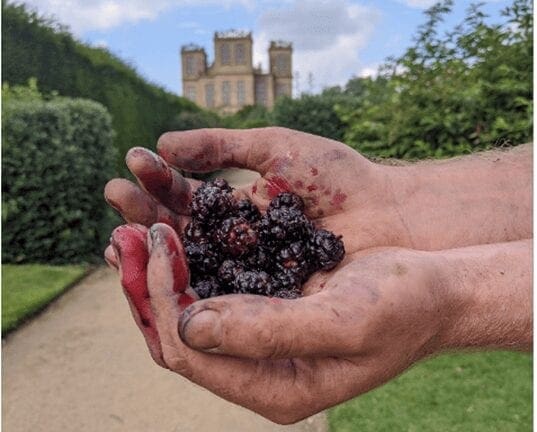 Ripe mulberries