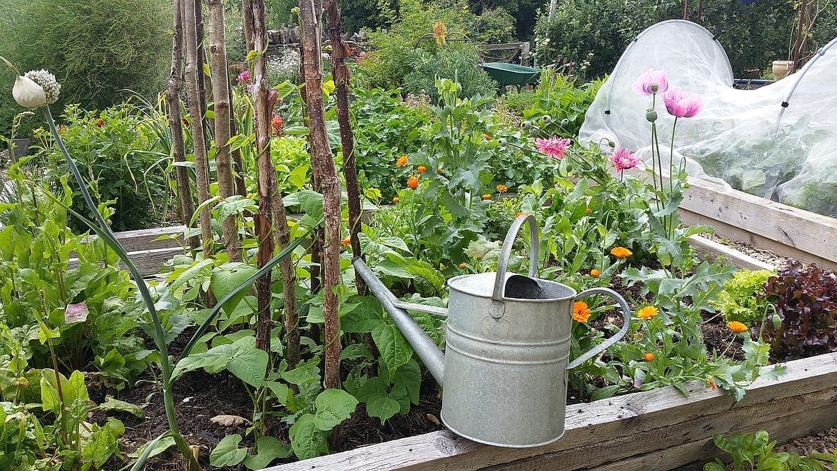 A mixed organic allotment also provides a home for wildlife