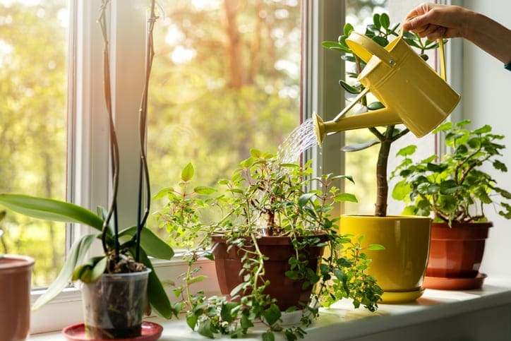 Watering houseplants using cooled cooking water