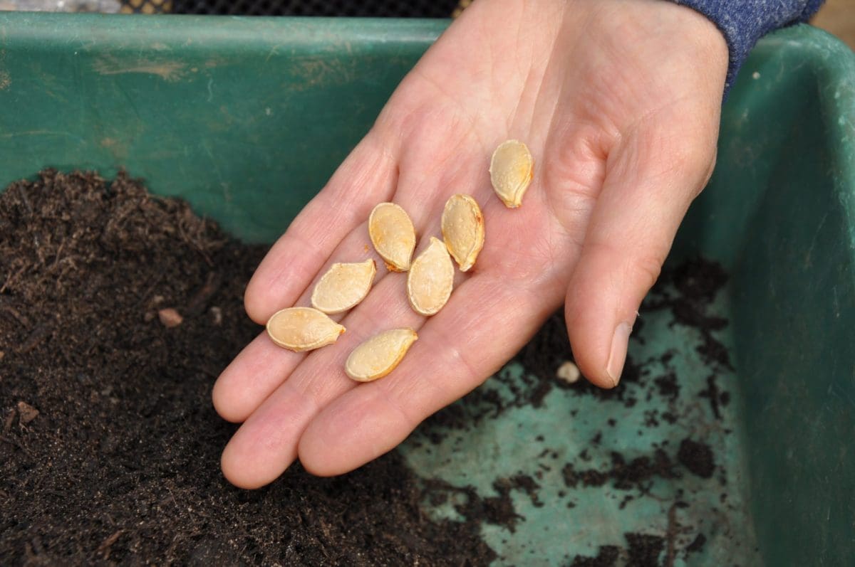 Pumpkin seeds