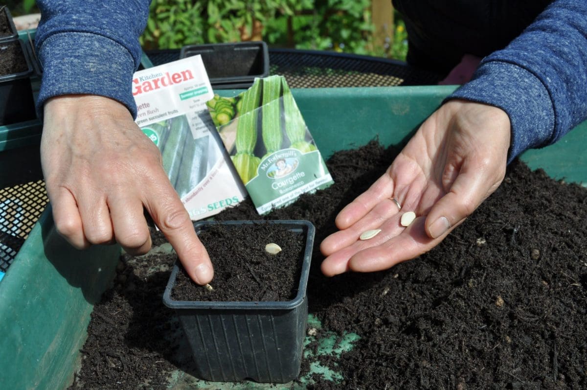 sowing courgettes