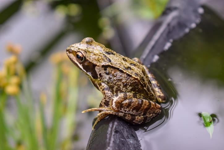 frog in a bucket