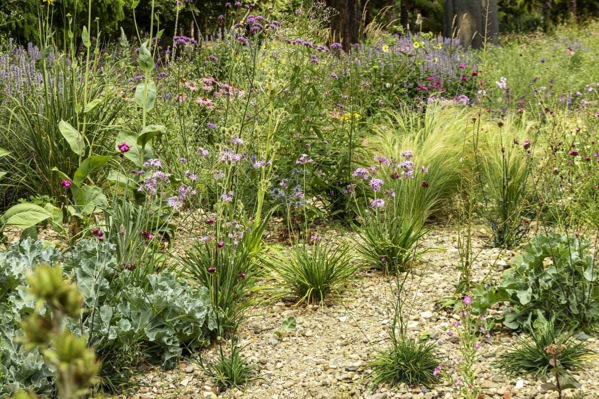 The new drought tolerant flower bed at WEst Dean College