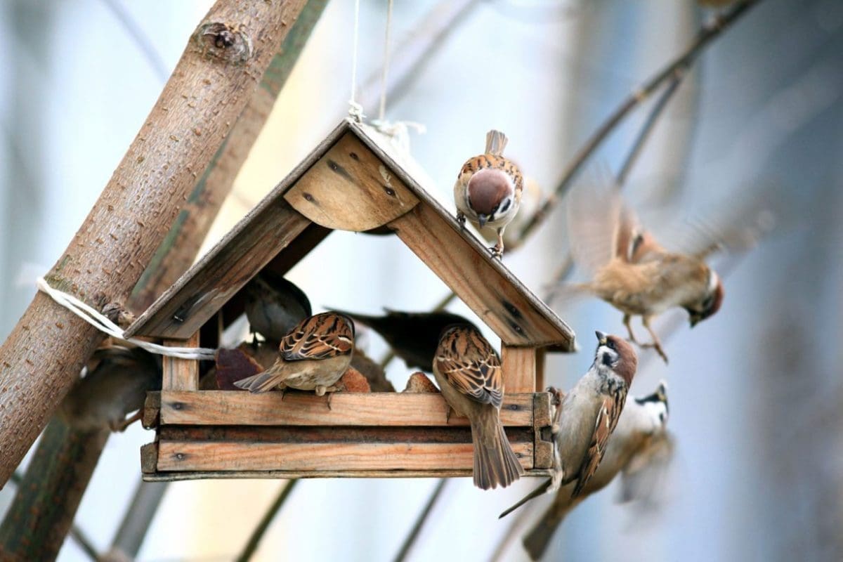 Be sure to feed the birds this winter