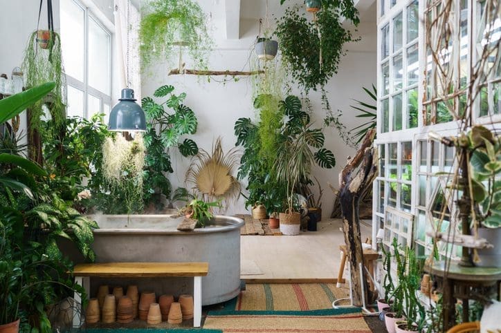 Enhance your mood with houseplants