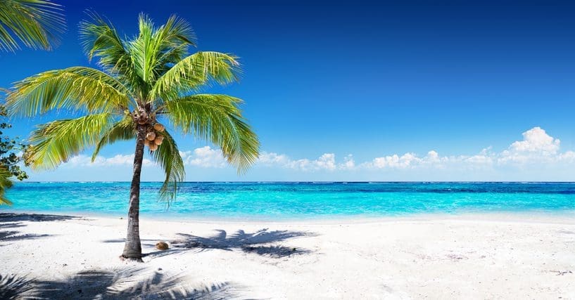 Coconut palm on a sandy tropical beach