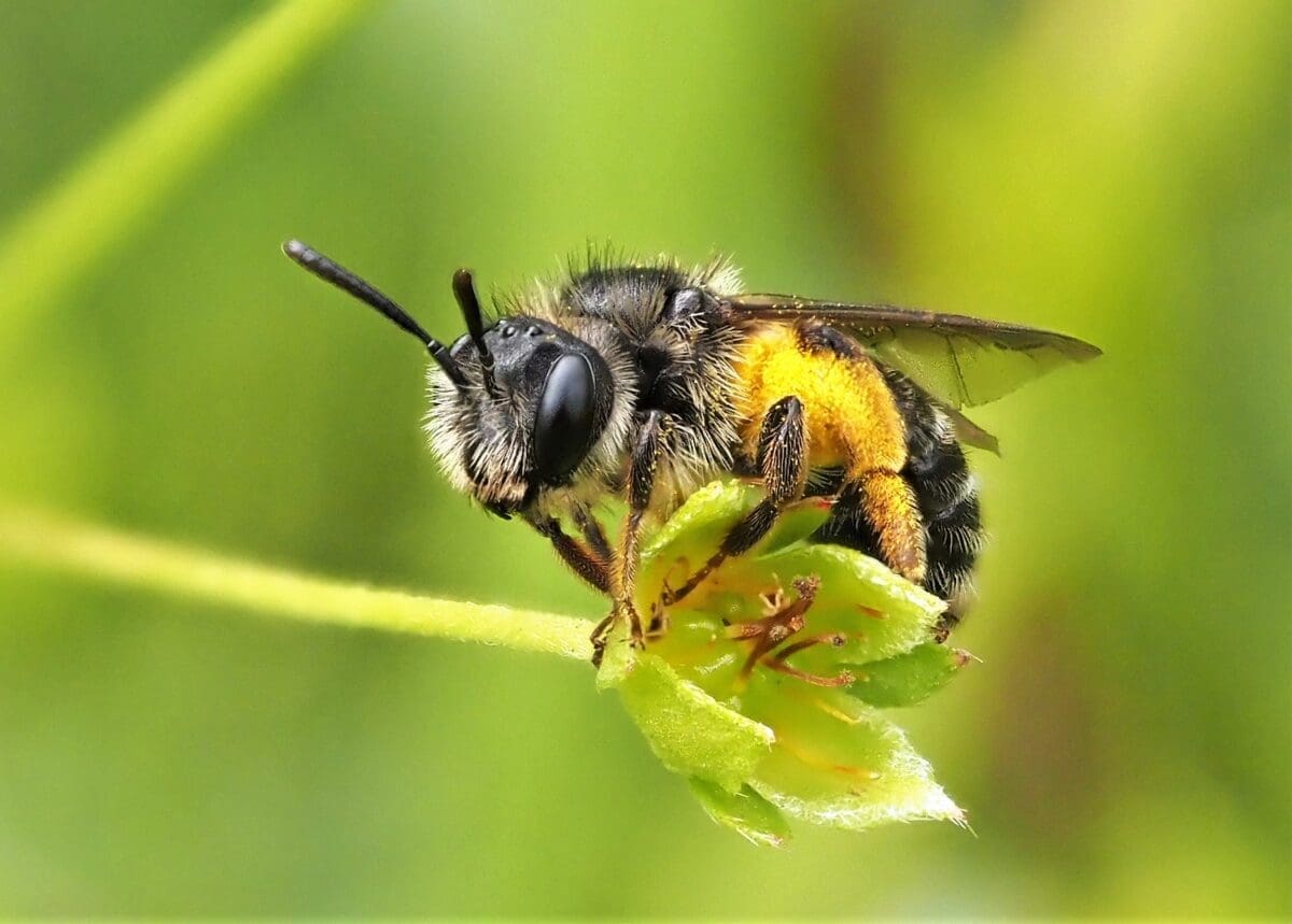 The Tormentil mining bee is receiving help from an unlikely source