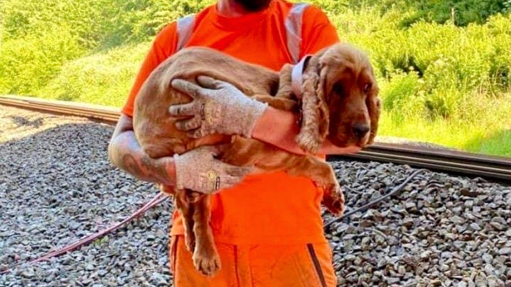 Railway workers rescue couple’s missing dog after four-day search