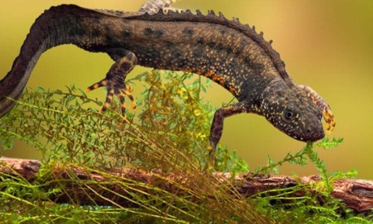 Network Rail to protect great crested newts during upgrade scheme