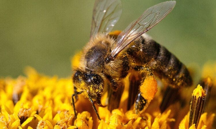 Let’s bee friends: Govia Thameslink Railway prepare for World Bee Day