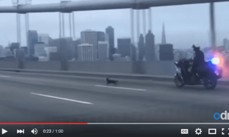 Video: Chihuahua leads bike cop a merry chase across San Francisco’s Bay Bridge