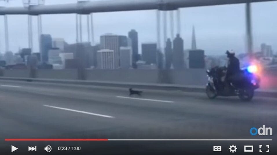 2016-04-22 09_30_54-Chihuahua leads officers on a police chase across Bay Bridge - YouTube