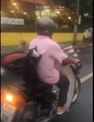 Video: Cat riding pillion with a bit of style