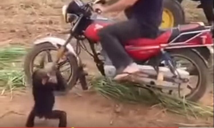 Video: We’ve all got motorcycle mates like this baby chimp…