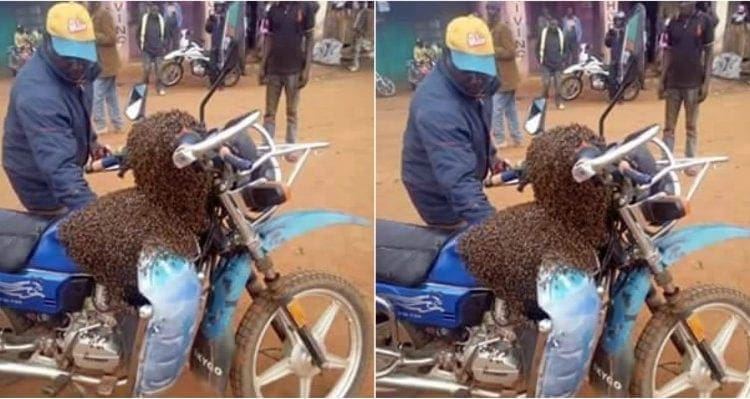 Witch doctor + swarm of Bees = stolen motorcycle retrieved