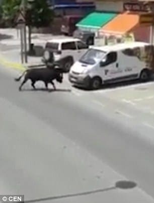 Video: What’s your beef? Rogue bull charges motorbike